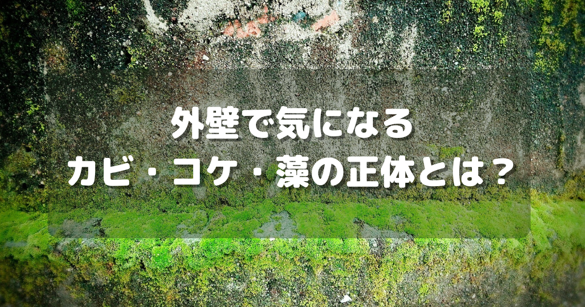 外壁で気になるカビ・コケ・藻の正体とは?