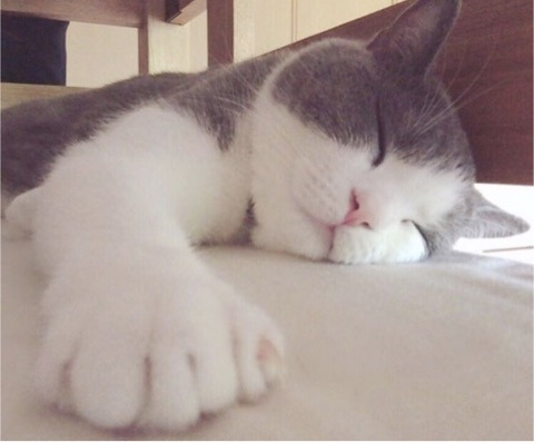 マンション大規模修繕工事&猫のララちゃん